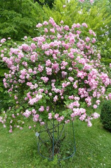 rose 5